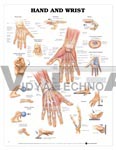 Hand and Wrist Anatomical Chart